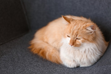 Fototapeta na wymiar Cute funny cat on armchair