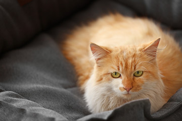 Fototapeta na wymiar Cute funny cat lying in pet bed
