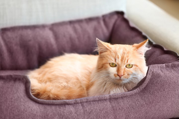 Fototapeta na wymiar Cute funny cat lying in pet bed at home