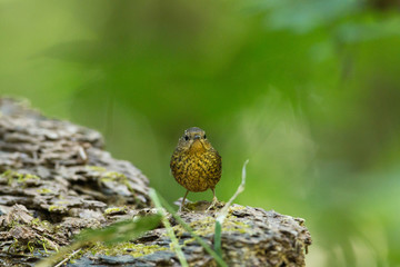 Beautiful small bird look like a brown tennis ball, Pygmy cup wing or pygmy wren-blabber, low angle view, side shot, foraging on the rock in tropical moist montane forest, northern Thailand.