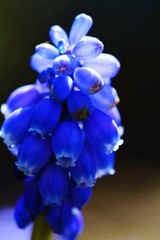 Obraz na płótnie Canvas Close-up Of Purple Flowers