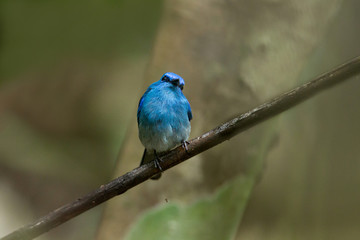 Fototapeta premium Piękny bladoniebieski muchołówka, wzniesiony kąt widzenia, strzał z przodu, przysiad i wyszukiwanie na gałęzi w naturze tropikalnego lasu deszczowego, południowej Tajlandii.