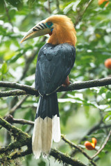 Beautiful adult male Rufous-necked hornbill, high angle view, rear shot, in the morning perching on the high branch of the red fruiting tree in montane forest, northern Thailand.