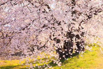 梓川堤防の桜