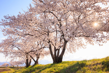 Fototapeta premium 梓川堤防の桜