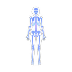 Woman skeleton anatomy