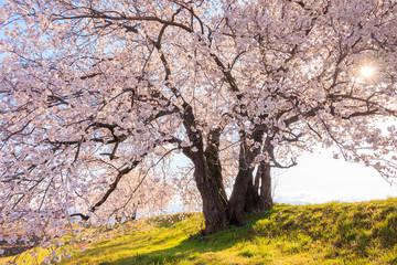 Fototapeta premium 梓川堤防の桜