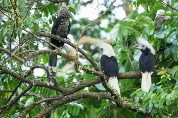 Flock of birds, White-crowned hornbill (Berenicornis comatus) include adult and juvenile, high angle view, in the evening resting on high branch in nature of tropical rainforest, southern Thailand.