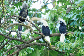 Flock of birds, White-crowned hornbill (Berenicornis comatus) include adult and juvenile, high angle view, in the evening resting on high branch in nature of tropical rainforest, southern Thailand.