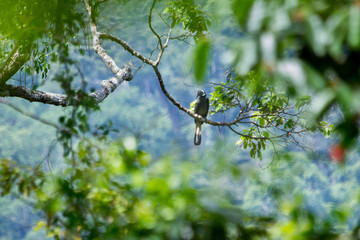  Background of adult Bushy-crested hornbill, high angle view, front shot, in the morning resting on the tip of branch in nature of tropical rainforest, southern Thailand. 