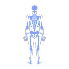 Human man skeleton anatomy