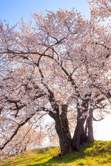 梓川堤防の桜
