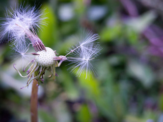 A half-blown dandelion on a spring lawn at dusk. Close-up, narrow focus, shifted the white balance.