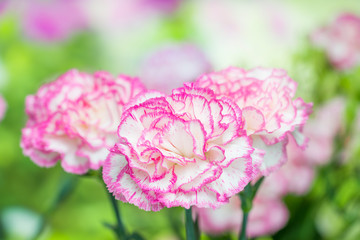 カーネーション