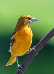 Female Baltimore Oriole on Perch - A golden orange female Baltimore oriole bird perches on a curved wrought iron piece backed by a background of green.