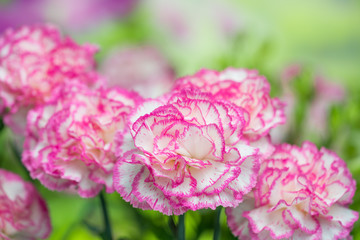 カーネーション