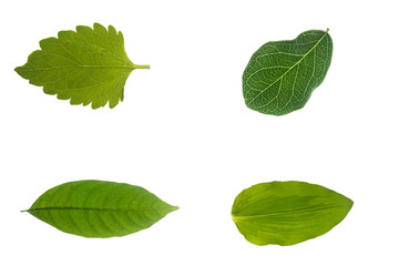 Four green leaves separated from a white background