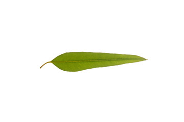 Green eucalyptus leaves Separated from the white background
