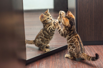 Cute curious bengal kitten looking into the mirror