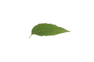 Neem leaves separating from the white background