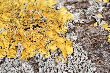 Closeup dry moss and lichen on the tree trunk