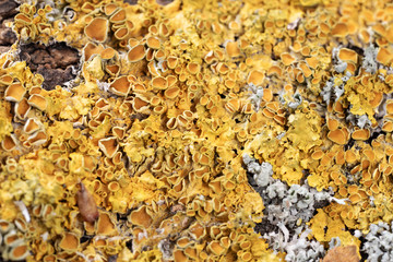 Closeup dry moss and lichen on the tree trunk