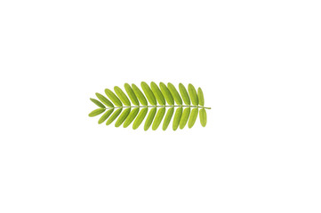 Tamarind leaves separated from a white background