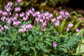Fototapeta na wymiar Pink Bleeding Heart flowers blooming in a sunny garden 