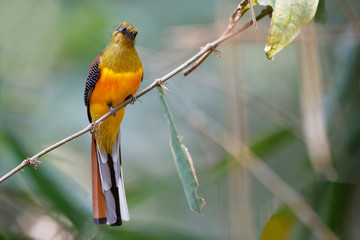 Adult male Orange-breasted trogon, uprisen angle view, rear shot, perching on the branch in the morning in nature of moist tropical forest, in national park of Thailand.