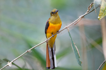 Adult male Orange-breasted trogon, uprisen angle view, rear shot, perching on the branch in the morning in nature of moist tropical forest, in national park of Thailand.