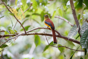 Adult male Orange-breasted trogon, uprisen angle view, rear shot, perching on the branch in the morning in nature of moist tropical forest, in national park of Thailand.