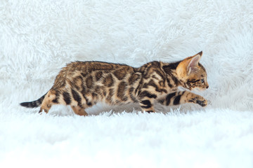 Little Bengal kitty walking on the white background.