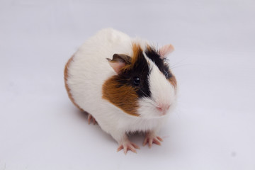 Cute guinea pig with lots of hay, isolated on white background.