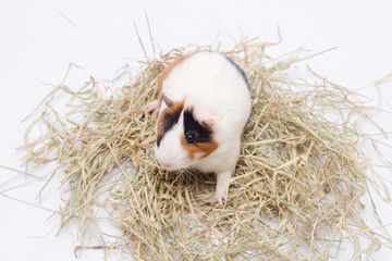 Cute guinea pig with lots of hay, isolated on white background.