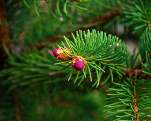 Pink pine cones blooming in the Spring