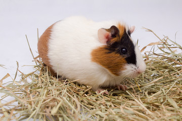 Cute guinea pigwith lots hay, isolated on white background.