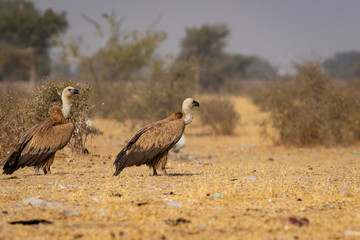 Griffon vulture or Eurasian Griffon or Gyps fulvus at jorbeer conservation reserve, bikaner, rajasthan, india