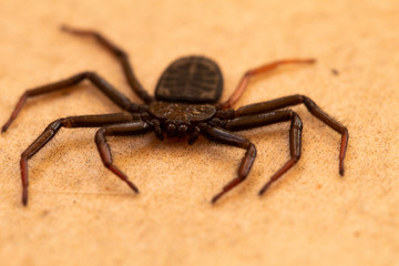 spider on the wall