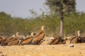 Griffon vulture or Eurasian Griffon or Gyps fulvus at jorbeer conservation reserve, bikaner, rajasthan, india