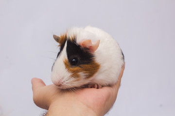 Cute guinea pig in a person's hand, isolated on white background.