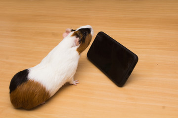Cute guinea pig on a wooden surface watching a cell phone.