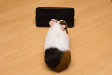 Cute guinea pig on a wooden surface watching a cell phone.