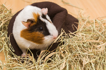 Cute Guinea Pig wrapped in a brown covering, on top of a wooden surface.