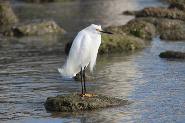White Bird 