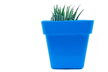 SUCCULENT HAWORTHIA FASCIATA IN A POT FLOATING ON A WHTE BACKGROUND