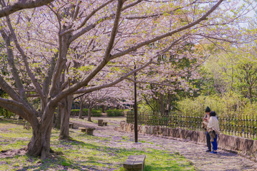 葛西臨海公園の満開の桜