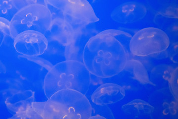 Jellyfish