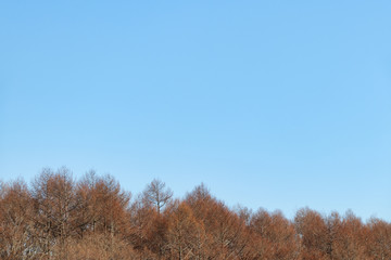 Fototapeta premium 木 冬 素材