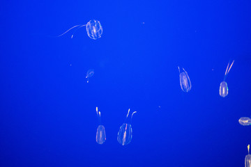 Jellyfish © Marcos