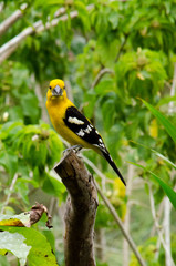 Tropical bird looking at the camera.
